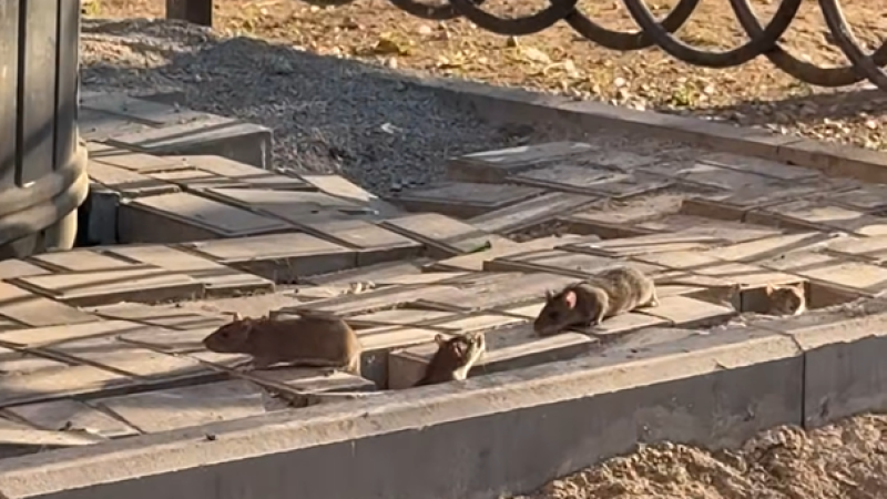 Стоп-кадр из видео