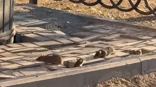 335 миллионов тенге на борьбу с крысами. Алматинцы все равно жалуются на грызунов