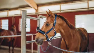 Странная история с ипподромом в Астане. Как лошадей и авто продали за 200 тысяч тенге и что было потом