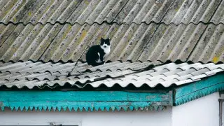 Кошка на крыше частного дома