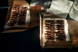 Dead locusts are diplayed on a table at a camp