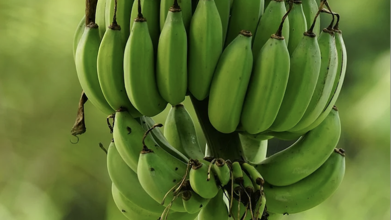 Фото: Отырар.кз