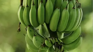 "Өз әдісі бар". Түркістандық шаруалар бананды қалай өсіріп отыр?