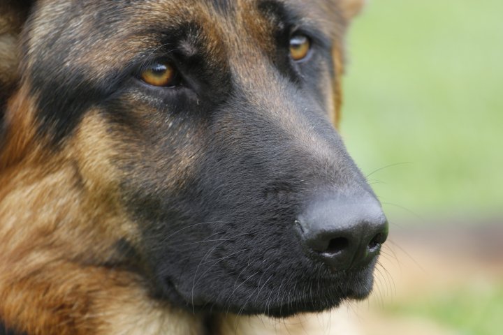 Каждая собака слушается только своего хозяина. ©Дмитрий Хегай