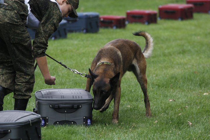 Собака по очереди обнюхивает каждый чемодан. ©Дмитрий Хегай