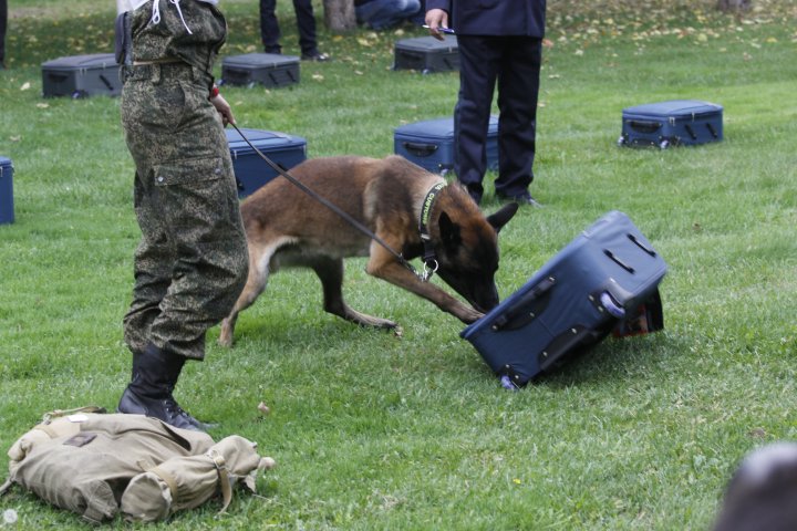 Если она обнаруживает подозрительный запах, то начинает скрести лапами по чемодану, привлекая внимание хозяина. ©Дмитрий Хегай