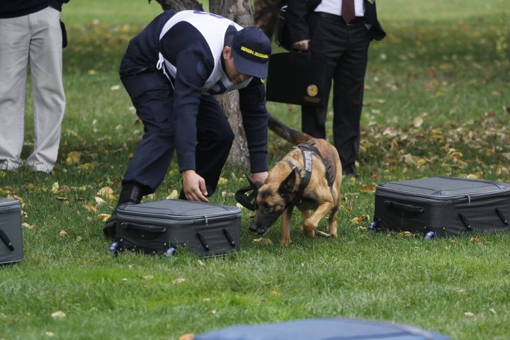 Собаки основательно обнюхивают каждый чемодан и только потом переходят к следующему. ©Дмитрий Хегай