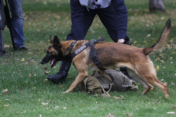 По всей видимости, в этой сумке "наркотиков" нет. ©Дмитрий Хегай