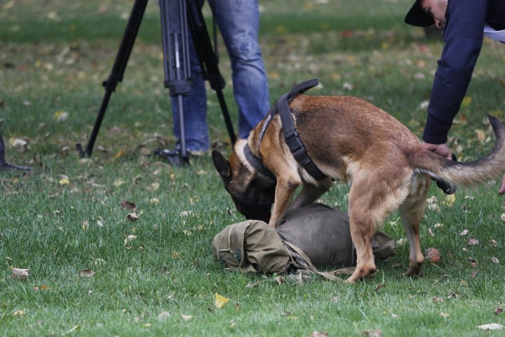 Однако позже собака решает еще раз в этом удостовериться. ©Дмитрий Хегай