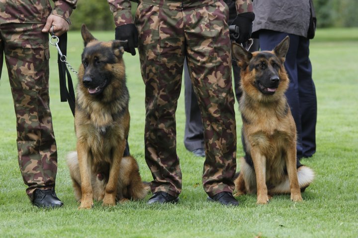 Около 60 процентов наркотических средств в республике обнаруживают собаки. ©Дмитрий Хегай