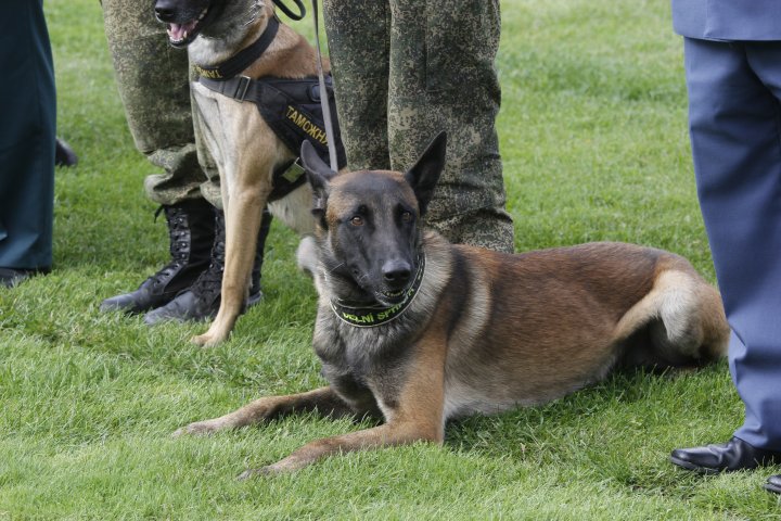 Бельгийская овчарка. ©Дмитрий Хегай