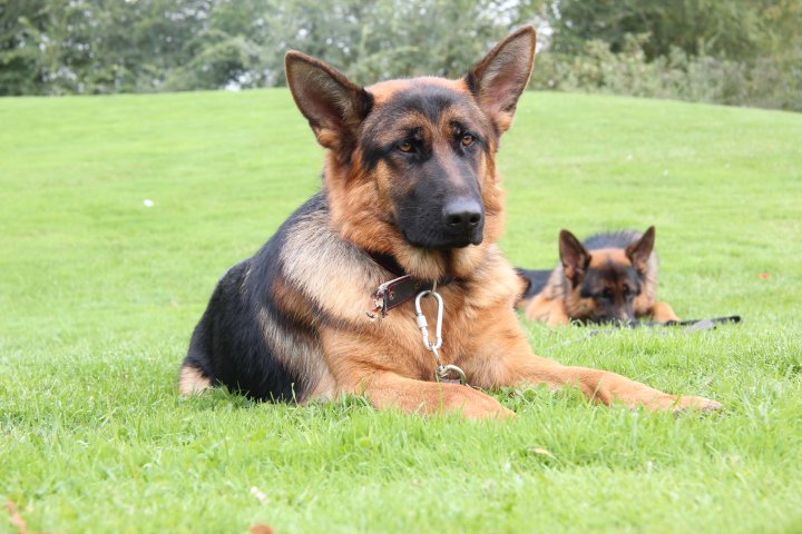 Собаки охотно позируют. После команды "Лежать!" хозяин может уйти и его четвероногий друг не сдвинется с места. ©Дмитрий Хегай