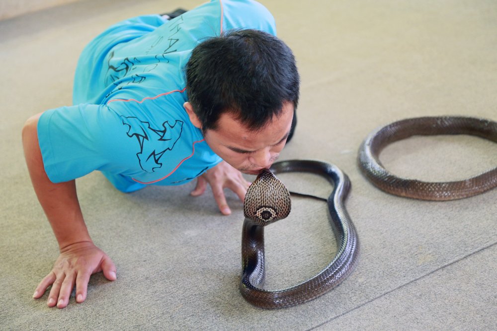  Поцелуй кобры - зрелище не для слабонервных.