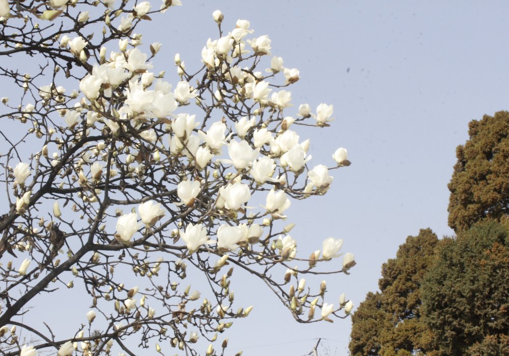 В марте цветет магнолия. Уже к началу апреля город будет в бело-розовых и зеленых тонах. Погода в марте не радует. Весна приходит в Сиань ближе к апрелю. Роза Есенкулова ©