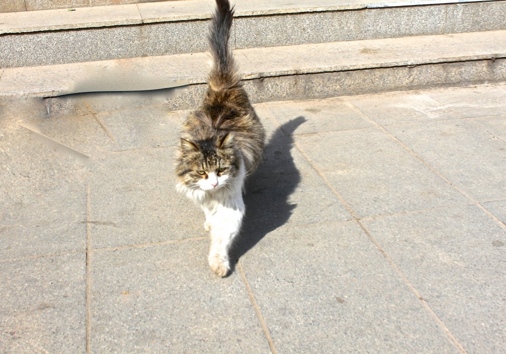 Утренний Сиань. По еще прохладному асфальту прогуливаются кошки, собаки. Кстати, детей в Сиане можно встретить нечасто - оно и понятно, в Китае до недавнего времени существовал закон "Одна семья - один ребенок". Граждане рады отмене этого закона, им теперь можно обзавестись вторым ребенком. Роза Есенкулова ©