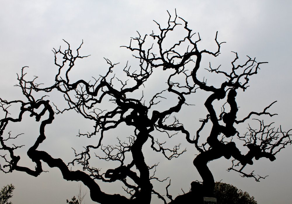 Старое дерево у Пагоды диких гусей. В Китае есть закон, запрещающий срубать деревья, сносить исторические здания. Поэтому власти придумали необычный способ - если нужно построить что-то стратегически важное на месте дерева, то его выкапывают и пересаживают в другом районе. Роза Есенкулова ©