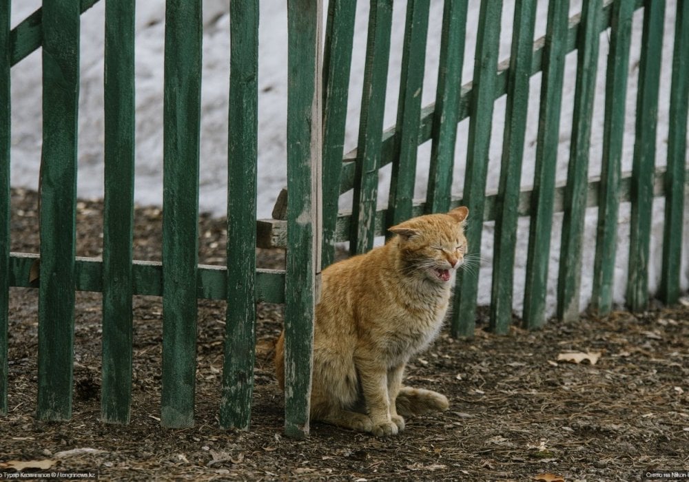 <p>С приходом весны, говорит пенсионерка, ей приходится нелегко одной.</p>