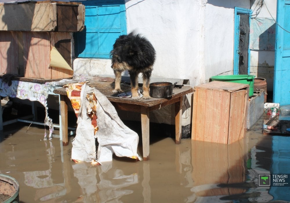 Двор соседнего дома полностью залит водой. Собака сторожит дом, бегая по столу. Пост свой пес, по словам хозяйки, покидать не хочет.