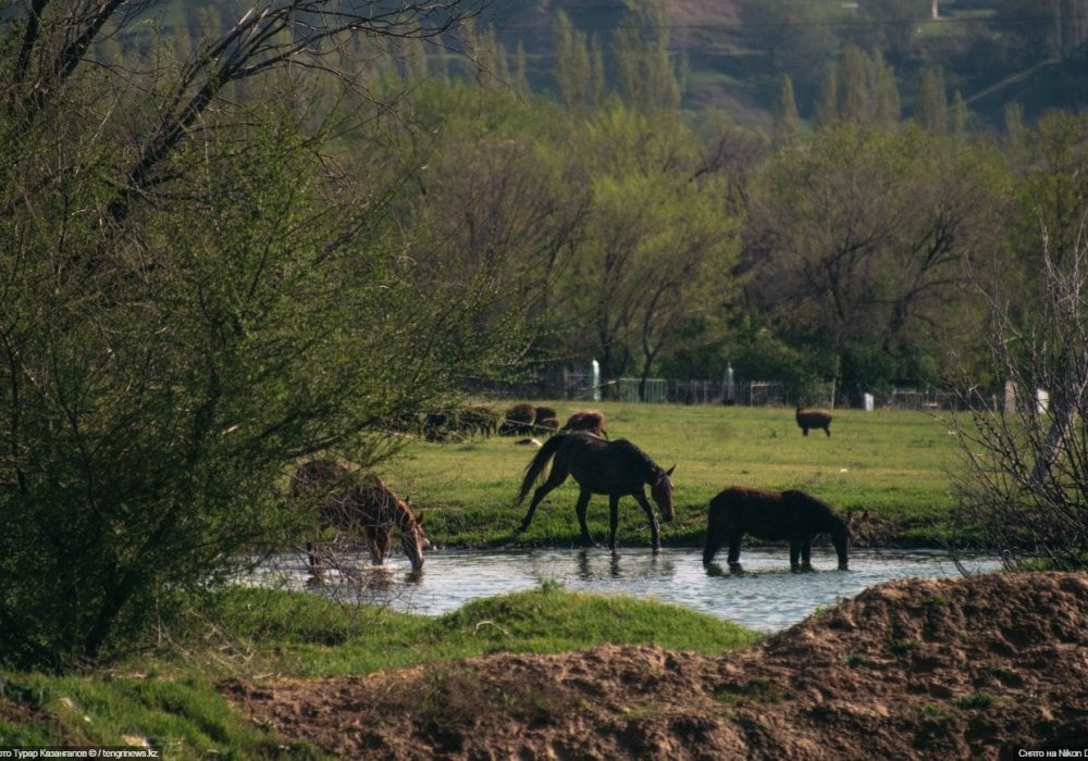 <p>Лошади пришли на водопой. Картина просто удивительная.</p>