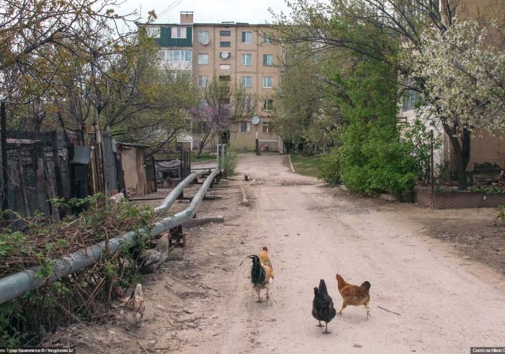 Дворы пятиэтажек первого микрорайона Ленгера соседствуют с курятником.