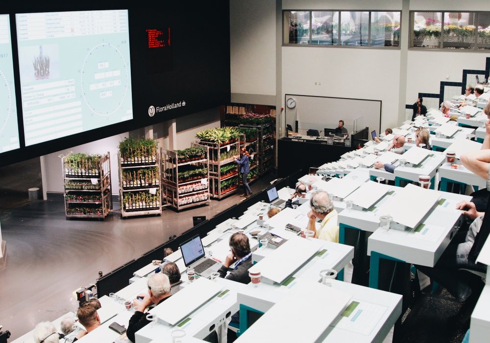 <p>А это крупнейший цветочный аукцион в мире FloraHolland в городе Алсмер. </p>