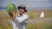 Их арбузы самые вкусные? Как трудятся фермеры Восточного Казахстана