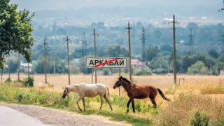 Фото: Алихан Сариев