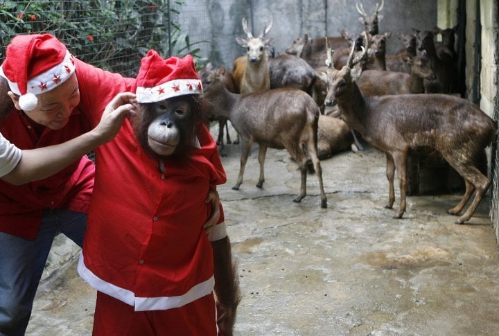 Zookeepers prepare an orangutan, wearing Santa Claus outfit, as it poses with reindeers during a promotional event for the Christmas holiday season at Malabon Zoo in Philippines. ©Reuters/Cheryl Ravelo