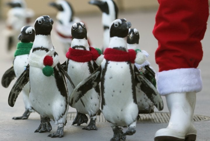 Penguins clad in Christmas-themed outfits walk next to staff dressed as Santa Claus at Hakkeijima Sea Paradise in Yokohama, Japan. ©Reuters/Yuriko Nakao