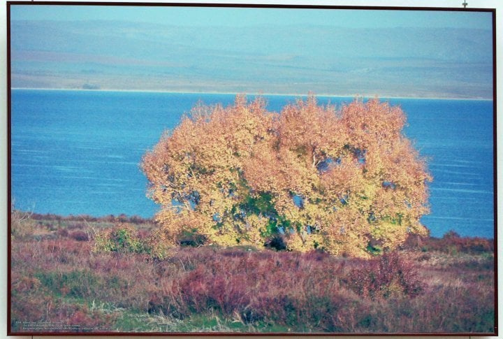 Gold fall. Lake Zaisan. East Kazakhstan Oblast, in eastern Kazakhstan. 

Lake Zaisan is a freshwater lake, located 60 km from the Chinese border  between Altai and Tarbagatai Mountains.