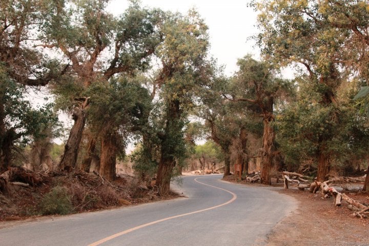 Thereafter, the members of the expedition went deep into the Taklamakan Desert and visited relict turanga forests. The 300-year-old turanga has well adapted to the local climate. ©Vladimir Prokopenko