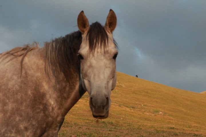 In Kyrgyzstan. ©Vladimir Prokopenko