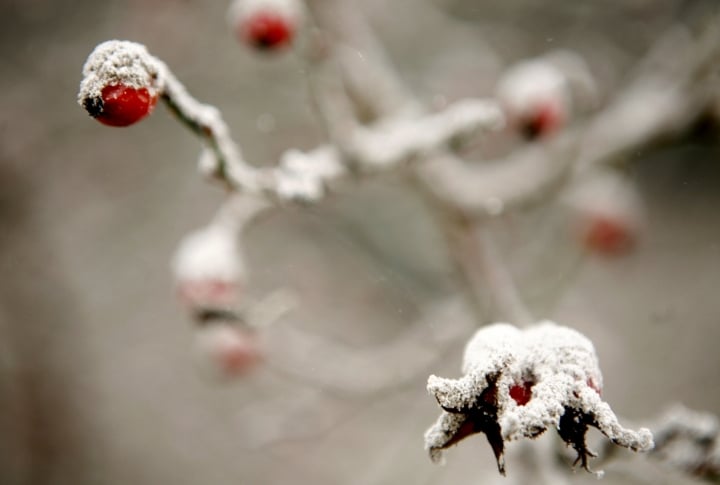 Brier covered with volcanic ash. ©REUTERS