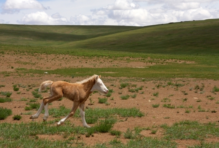 A colt was lagging behind his herd of horses, but managed to catch up with them when saw the cameras. ©Zhuldyz Seisenbekova