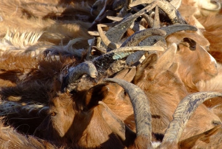 Goats are first binded to each other by their horns and then milked. ©Rustem Rakhimzhan