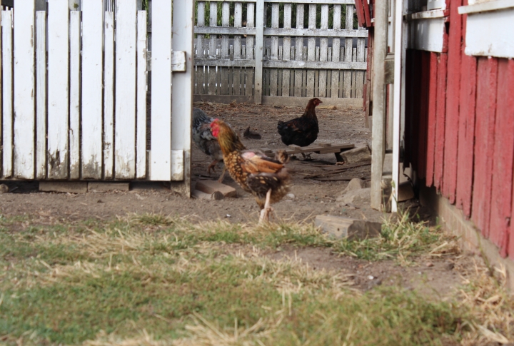 Horse-Powered farm