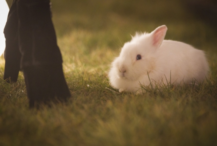 No animal was hurt during the catwalk. And after. Photo by Vladimir Dmitriyev©