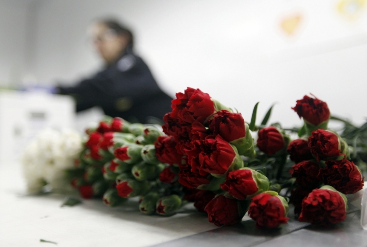 A U.S. Customs and Border Protection Agriculture Inspection officer inspects imported flowers at Miami International Airport. ©REUTERS/Andrew Innerarity