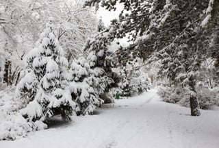 Trees covered with snow in the park behind Kazakh-British Technical University. ©Tengrinews.kz