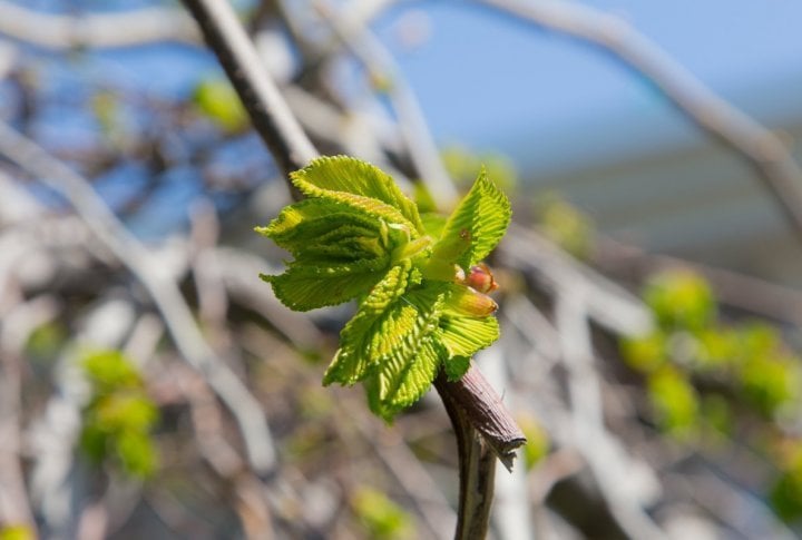 Young chestnut leaves. Photo by Yaroslav Radlovskiy©