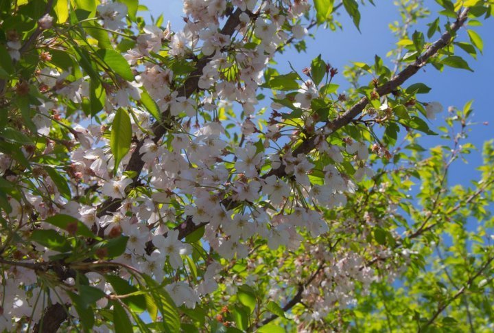 Blossoming cherry. Photo by Yaroslav Radlovskiy©