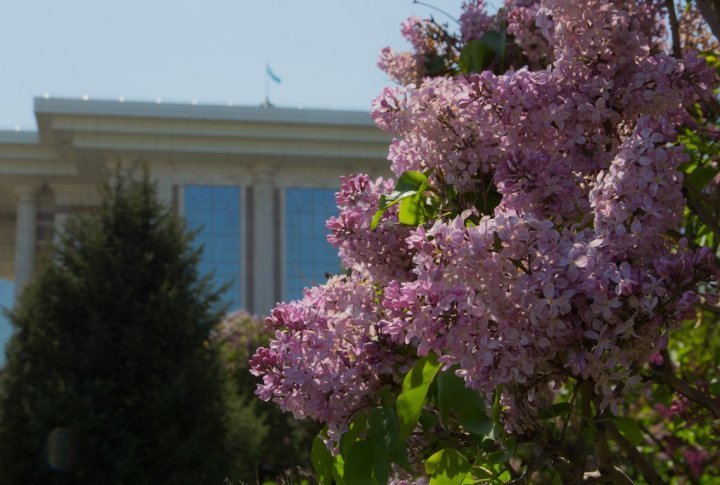 Lilac smell transfers spring mood. Photo by Yaroslav Radlovskiy©