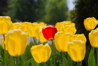 Tulips in blossom. Photo by Yaroslav Radlovskiy©