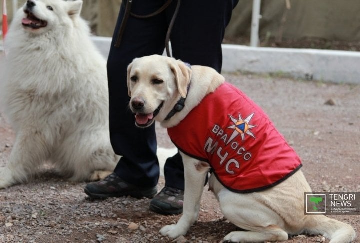 Rescue dog of Kazakhstan Emergency Situations Ministry. Photo by Vladimir Prokopenko©