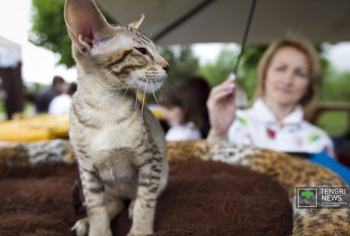 Cat exhibition. Oriental cat. ©Tengrinews.kz