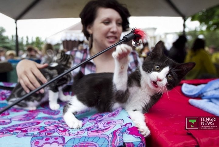 Cat exhibition. ©Tengrinews.kz