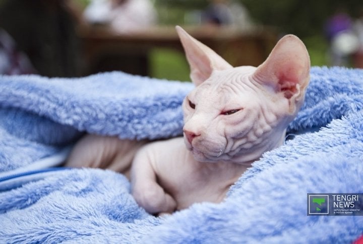 Cat exhibition. Sphinx cat. ©Tengrinews.kz