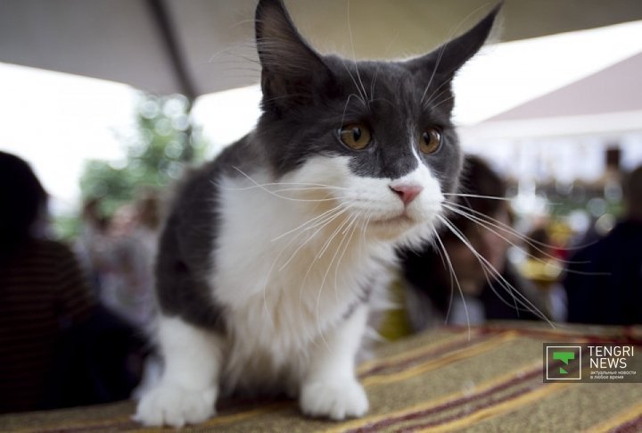 Cat exhibition. 4-month old cat called Demis. ©Tengrinews.kz