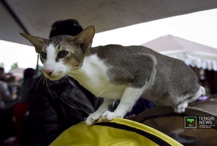 Cat exhibition. ©Tengrinews.kz