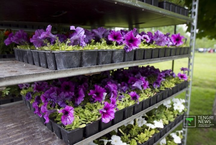 Petunias used in the city decoration. ©Tengrinews.kz